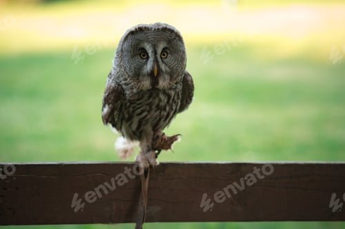 Preview: Big Cute bearded owl in green park