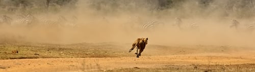 Preview: Lion running with other zebras in the distance