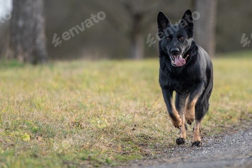 Preview: Black German Shepherd with a collar in the park