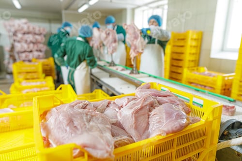 Preview: Turkey meat fillets in yellow crates on processing line at hygienic poultry factory