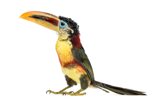 Preview: Curl-crested aracari, isolated on white
