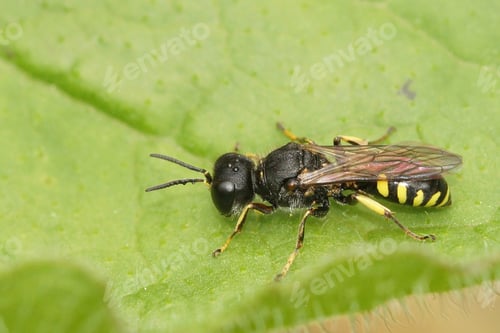 Preview: Closeup on a small predatory saure headed wasp, Ectemnius ruficornis, sitting on a green leaf