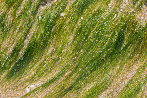 Preview: wet Moss on the beach,