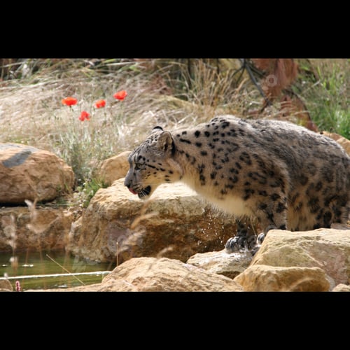 Preview: A snow leopard on rocks next to a pond with red poppies behind, taken in a zoo
