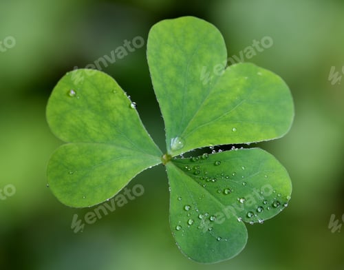 Preview: Fresh Clover