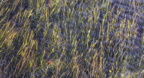 Preview: Small Fish Swimming by Green Grass in Pacific Ocean Water