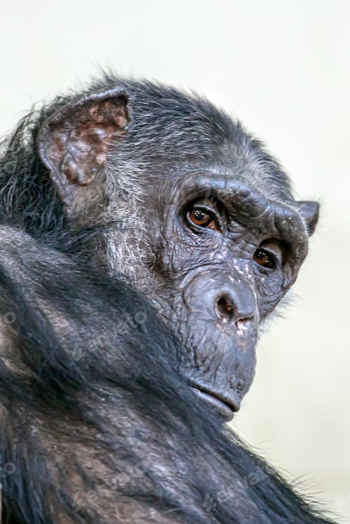 Preview: chimpanzee ( Pan troglodytes) close up portrait