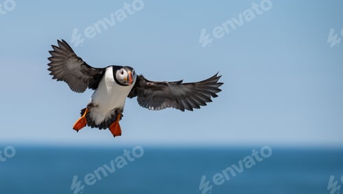 Preview: Atlantic Puffin Portrait