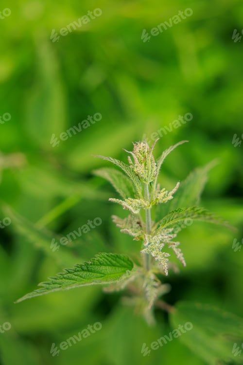 Preview: Green spring nettle.