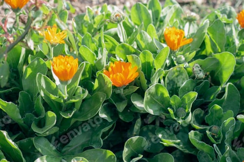 Preview: Calendula officinalis L. Caléndula, kalendula