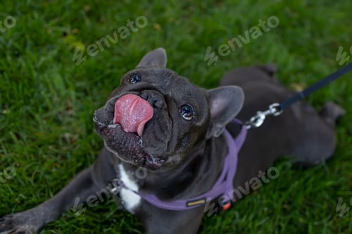 Preview: dog french bulldog lies on the lawn and sticks out his tongue dog licks his lips