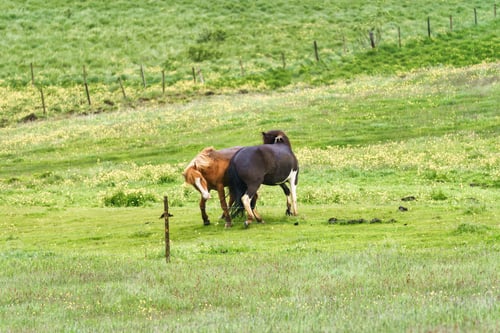 Preview: Herd of young horses playing on field in pasture during summer