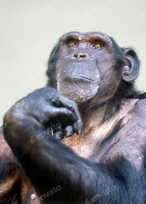 Preview: A close up chimpanzee portrait (Pan troglodytes)