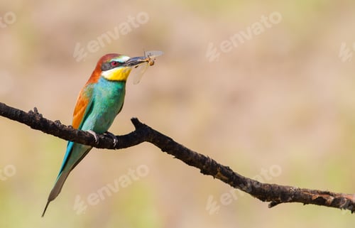 Preview: European bee-eater, merops apiaster. The bird sits on a branch and holds a dragonfly in its beak