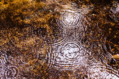Preview: Natural background with the reflection of a forest in a lake during a rain with waves of drops