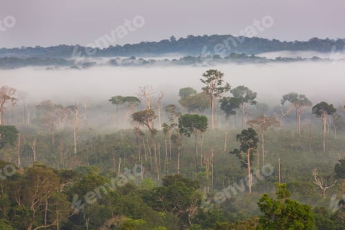 Preview: Amazonia