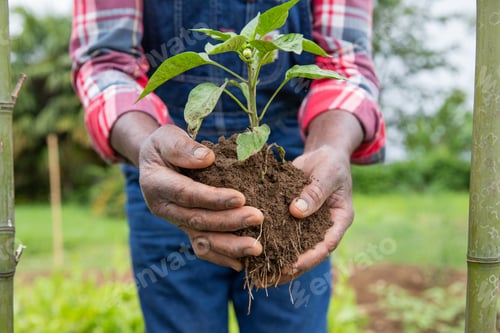 Preview: close-up of a farmer's hands with a tomato plant about to be planted