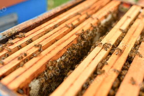 Preview: A beehive with bees