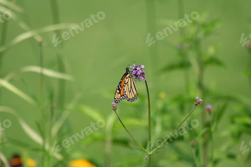 Preview: Orange Monarch Butterfly