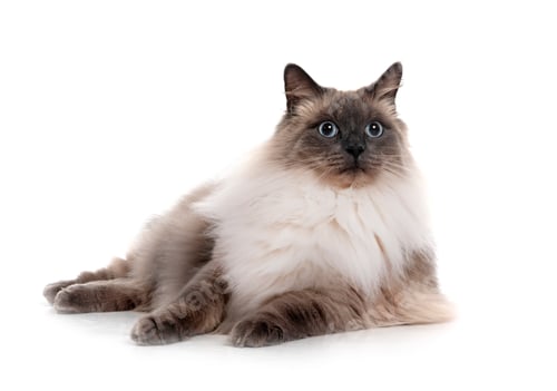 Preview: siberian cat in studio
