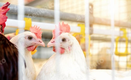 Preview: Decalb white hens in egg production poultry farm. Laying hens in the cage rearing system.