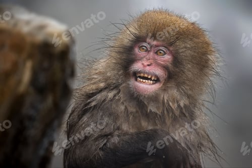 Preview: Closeup shot of a mischievous monkey with a furry mane in Jigokudani Monkey Park, Japan