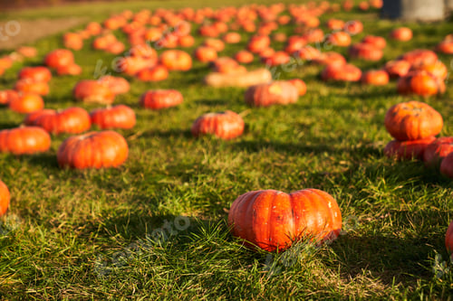 Preview: Lots of shaped pumpkins sitting in grass in autumn.