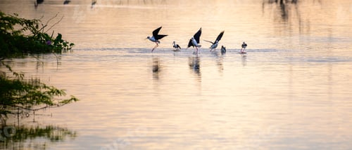 Preview: Flock of black-winged stilt birds playing on shallow lagoons water surface in the sunset