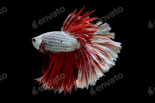 Preview: Colorful with main color of metallic white and red betta fish, Siamese fighting fish
