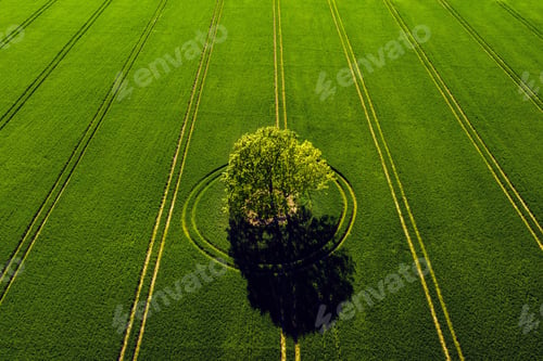 Preview: field