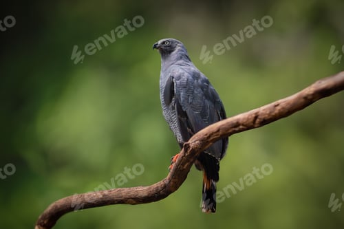 Preview: Crane Hawk (Geranospiza caerulescens) - Bird of Prey