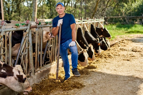 Preview: Farmer Is Working On Farm With Dairy Cows