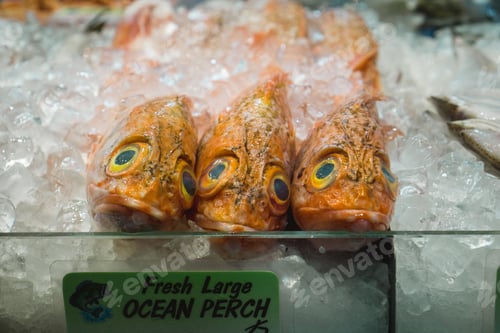 Preview: Closeup of a fresh Pacific ocean perch fish on ice for sale in a market