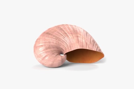 Preview: Smooth Pink Seashell
