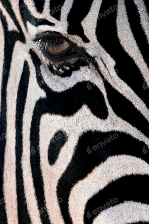Preview: Zebra - Equus quagga - Namibia