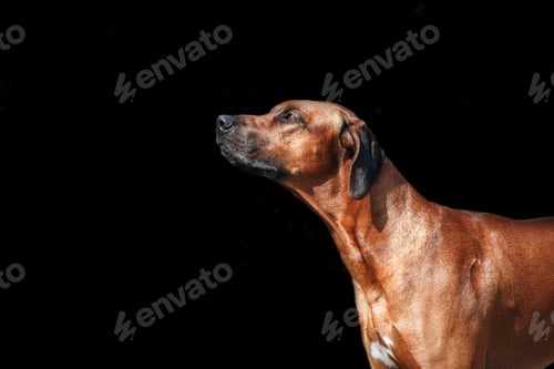 Preview: Beautiful Rhodesian Ridgeback dog portrait on a black background