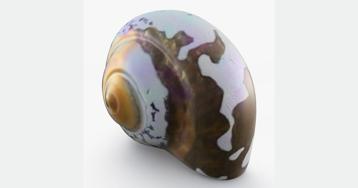 Round shell with spiral and mottled pigmentation 3D, Incl. brown ...