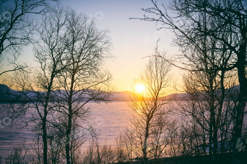 Preview: View past trees across frozen lake at sunset, Vasterbottens Lan, Sweden.