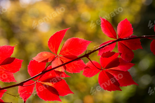 Preview: Autumn colors: leaves of Parthenocissus tricuspidata