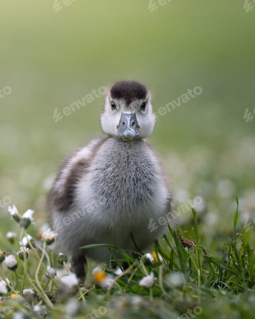 Preview: an image of a little duck in the wild flowers in the grass