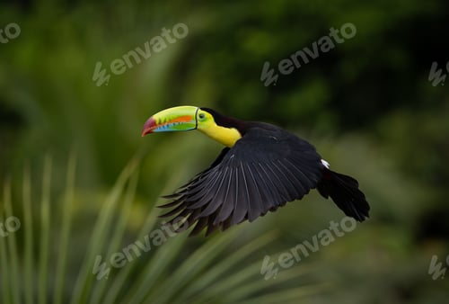 Preview: Toucan in Costa Rica