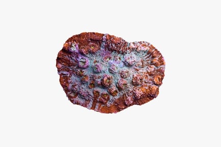 Preview: Close-up of round coral with irregular surface structures