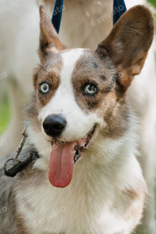 Preview: Funny marle Welsh Corgi cardigan is sitting on lawn. corgi dog walking on park. taking care of pet