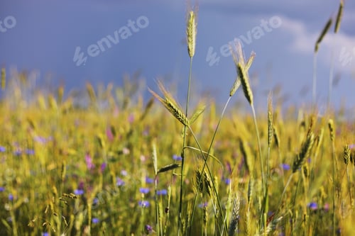 Preview: A close-up of some green ears in a wheat field ripening before harvest in a sunny day. ripening