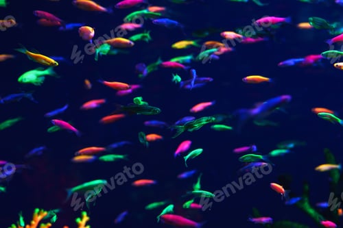 Preview: Lots of small neon fish in the aquarium
