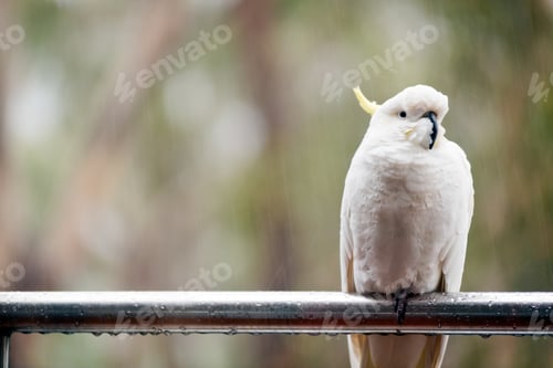 Preview: Sulphur Crested Cockatoo In Rain