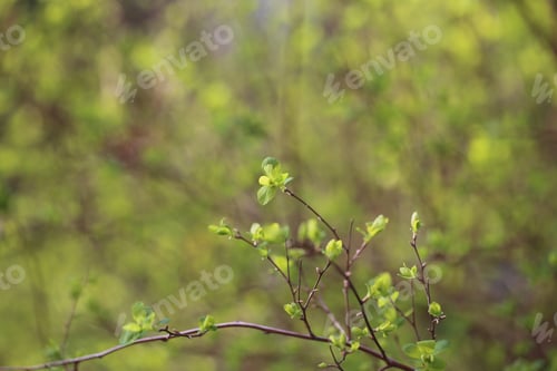 Preview: Flowering Trees Grow In The Spring In Nature