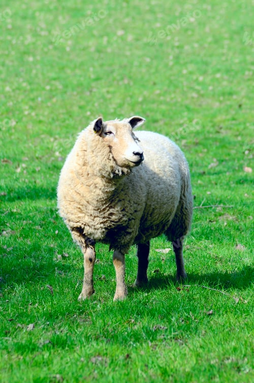Preview: Sheep pasture on the green field in mountains, in Scotland. Single sheep portrait