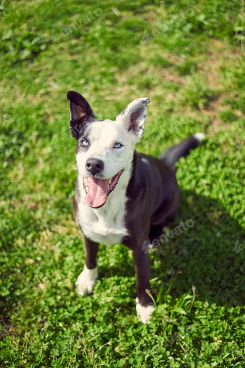 Preview: Black and white dog on a grass field "smiling" from below