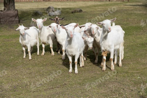 Preview: Herd of Sheep Standing on Top of a Lush Green Field